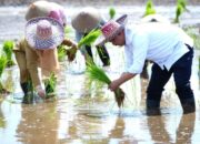 Kementan Mendorong Pertumbuhan Food Estate di Pulang Pisau